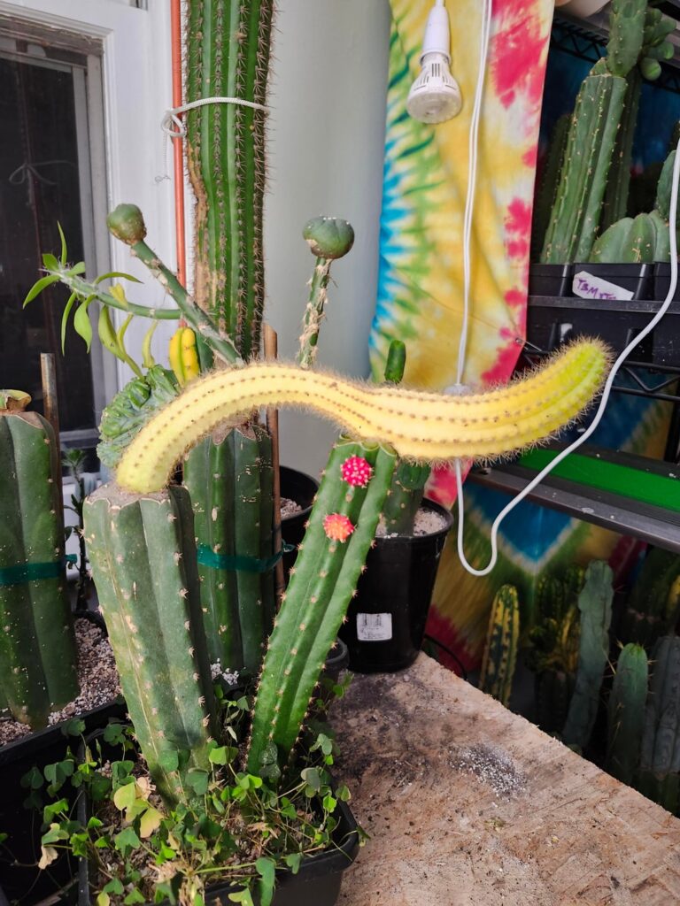 Update to this dumbass thing