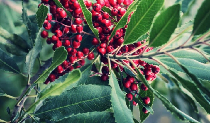 Home & Garden Digest – Santa Cruz Sentinel Home & Garden Digest – Santa Cruz Sentinel