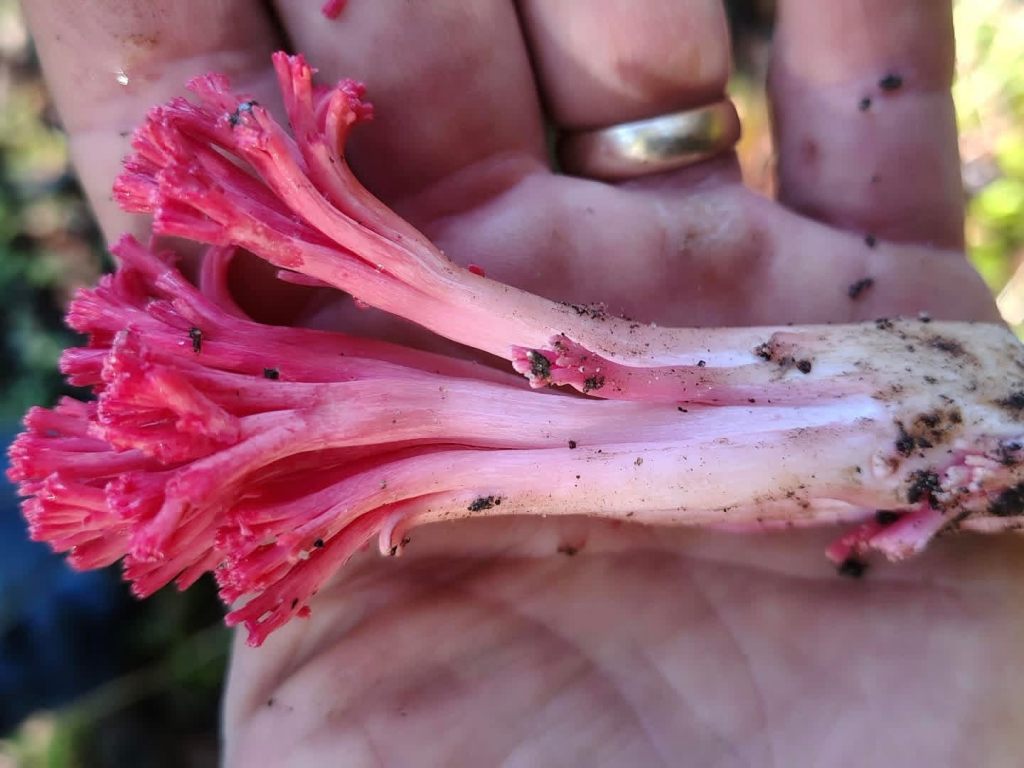 Home & Garden Digest – Santa Cruz Sentinel Home & Garden Digest – Santa Cruz Sentinel