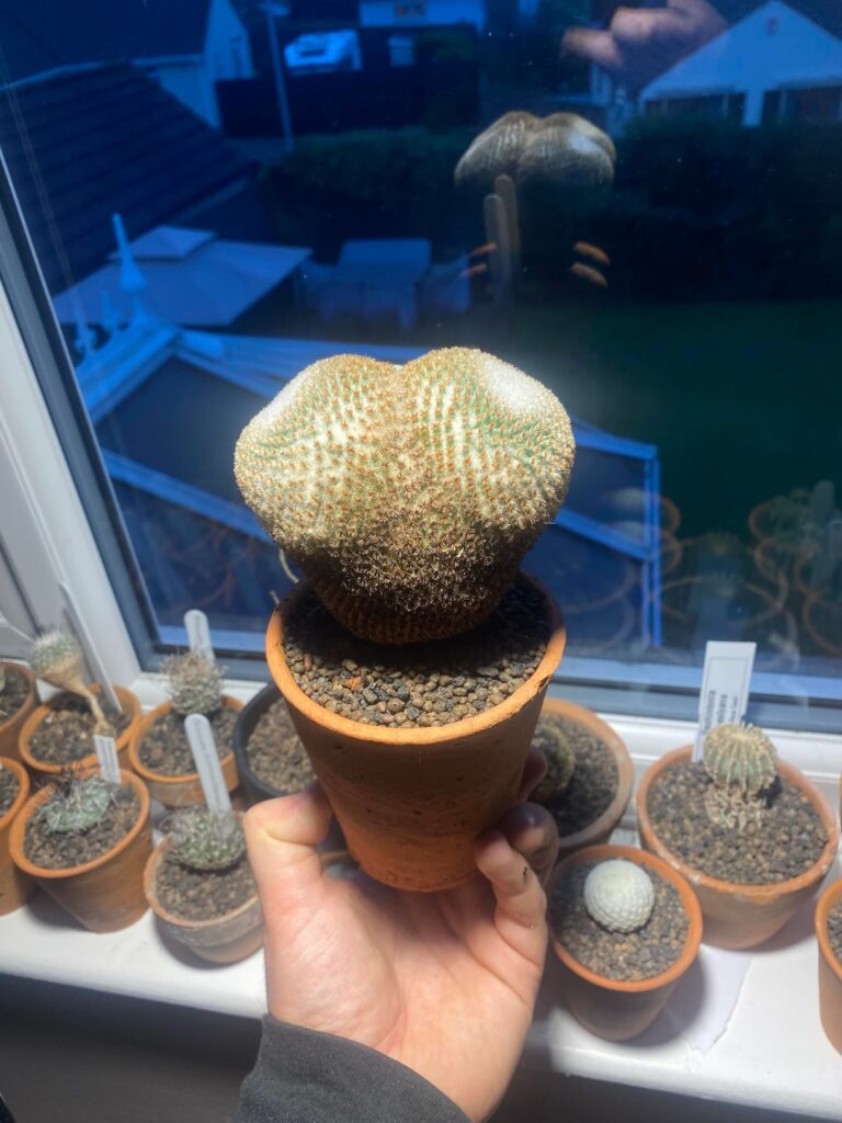 M. Crucigera was worth the hunt all these years