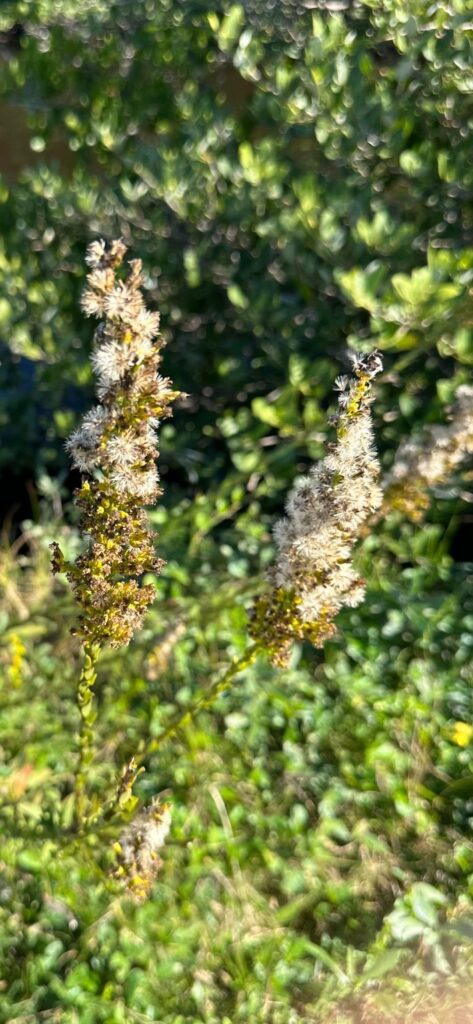 Central Florida Flower