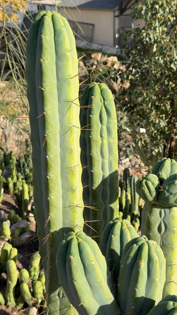 A few photos from yesterday’s visit to exotic gardens