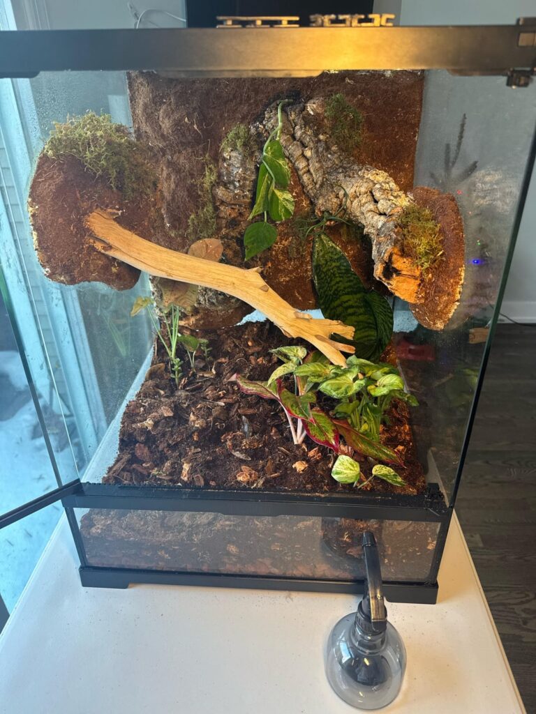 First Vivarium plant reccomendations