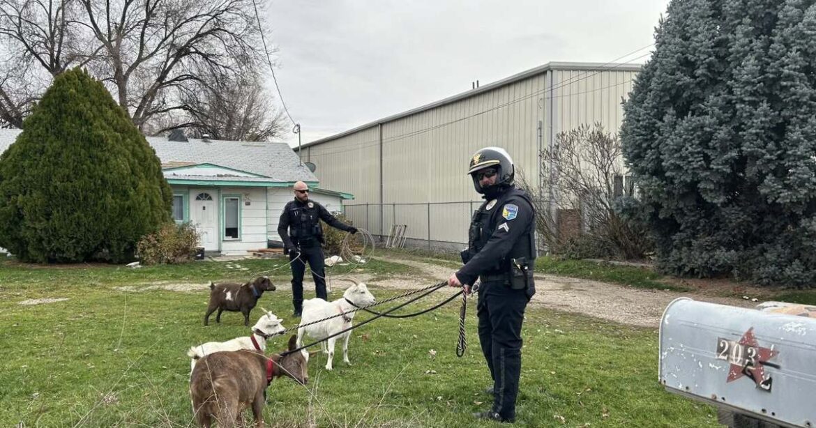 Garden City police wrangle loose goats