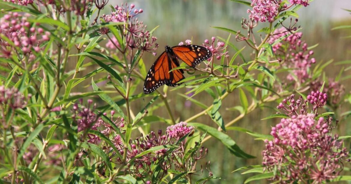 Ann Arbor’s Downtown Home & Garden closing Christmas Eve due to financial burdens