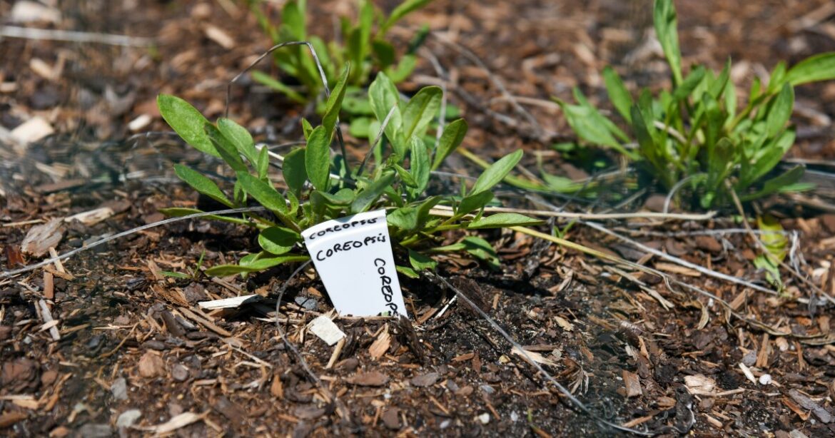 The Green Thumb: Gift giving for the gardener in your life