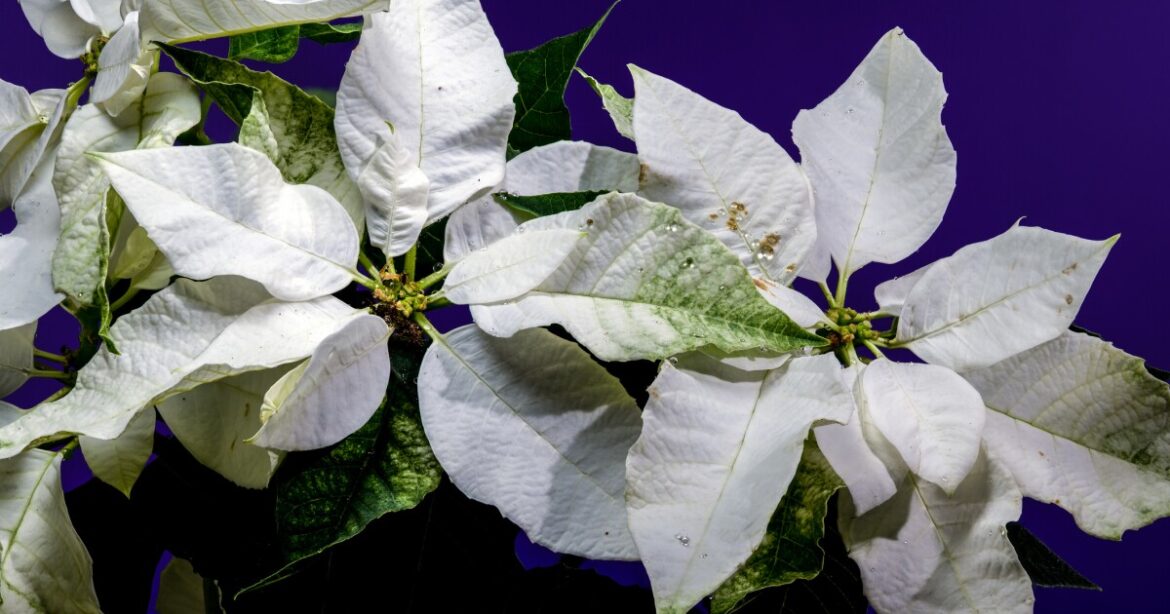 Holiday poinsettias come in red, white, orange, yellow or freckled