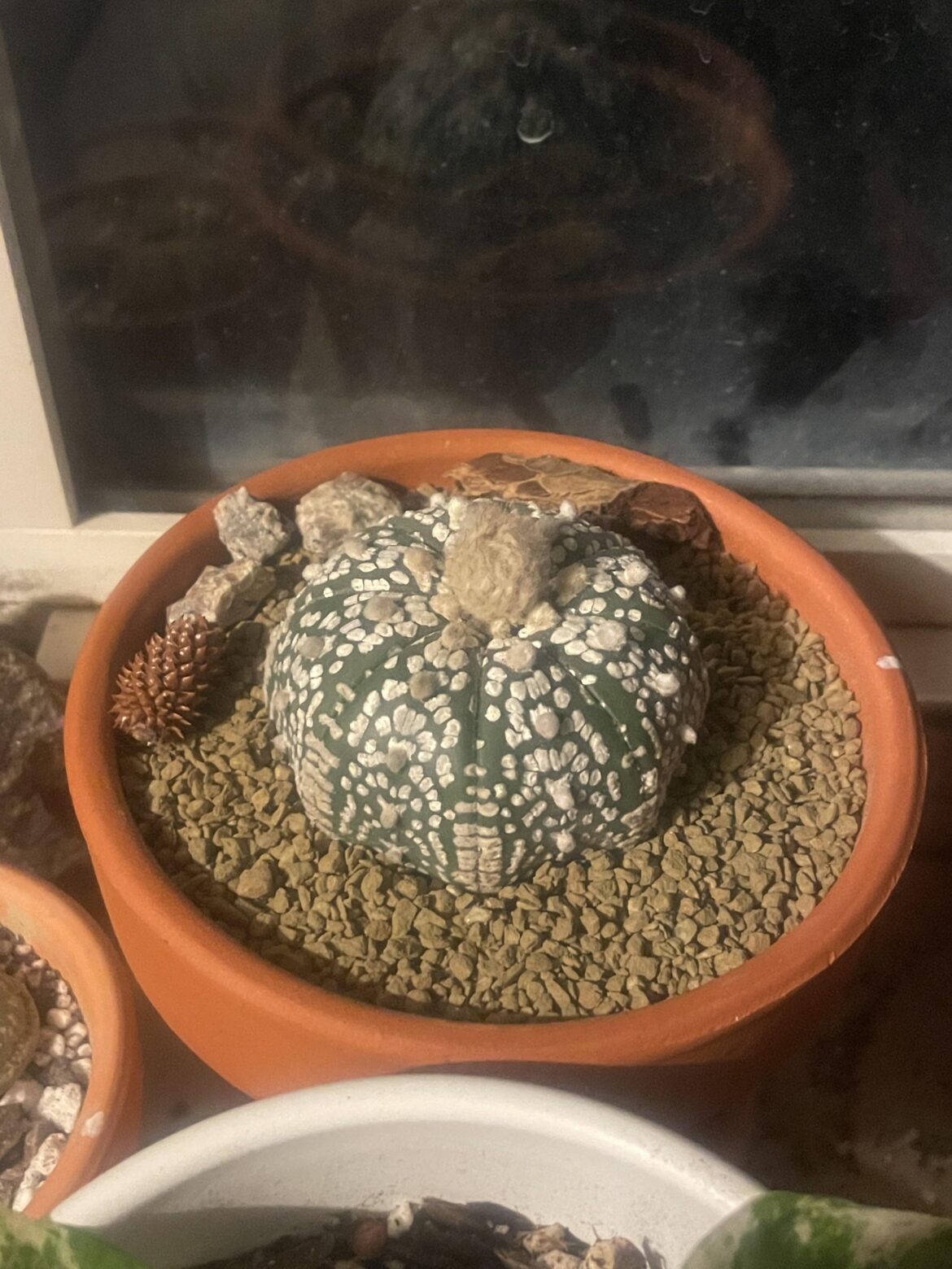Is my Astrophytum getting ready to flower?