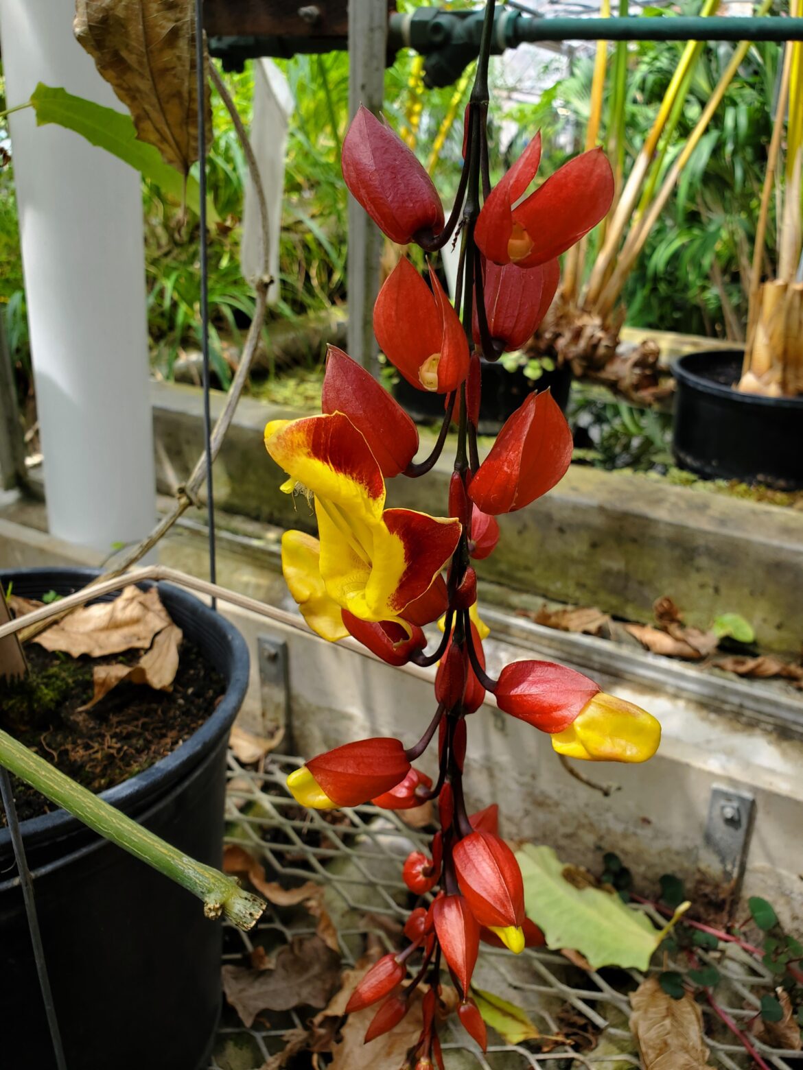 Thunbergia mysorensis / Clock vine