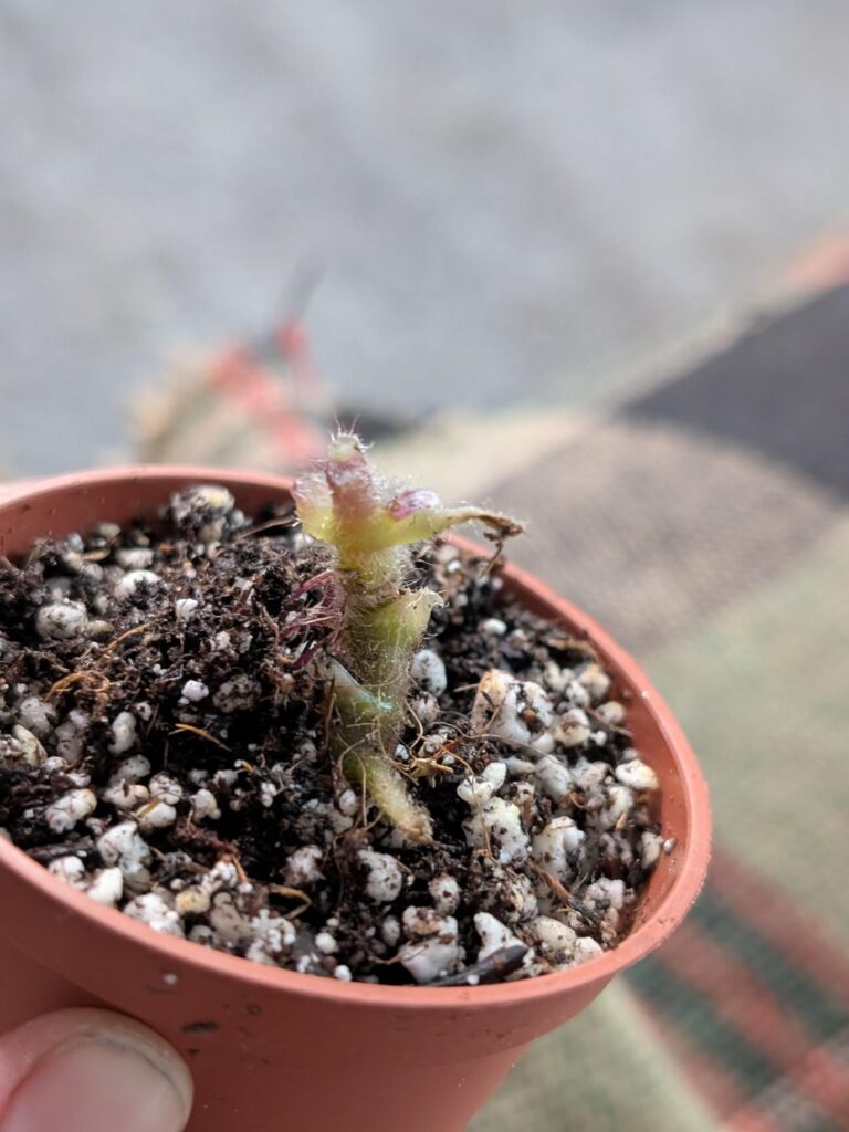 So uh...do you think she'll make it?