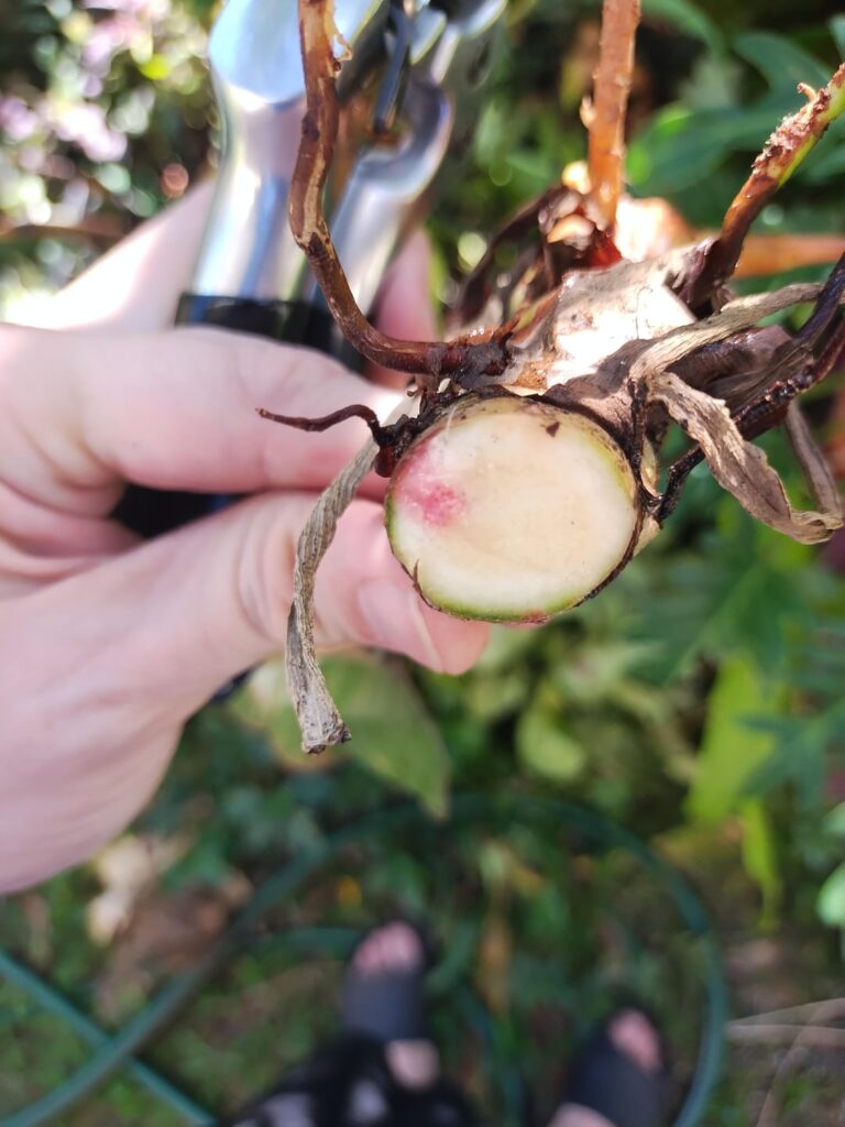 It is cool how you can see the 'Congo Red' reversion in the 'Birkin' stem cross section.