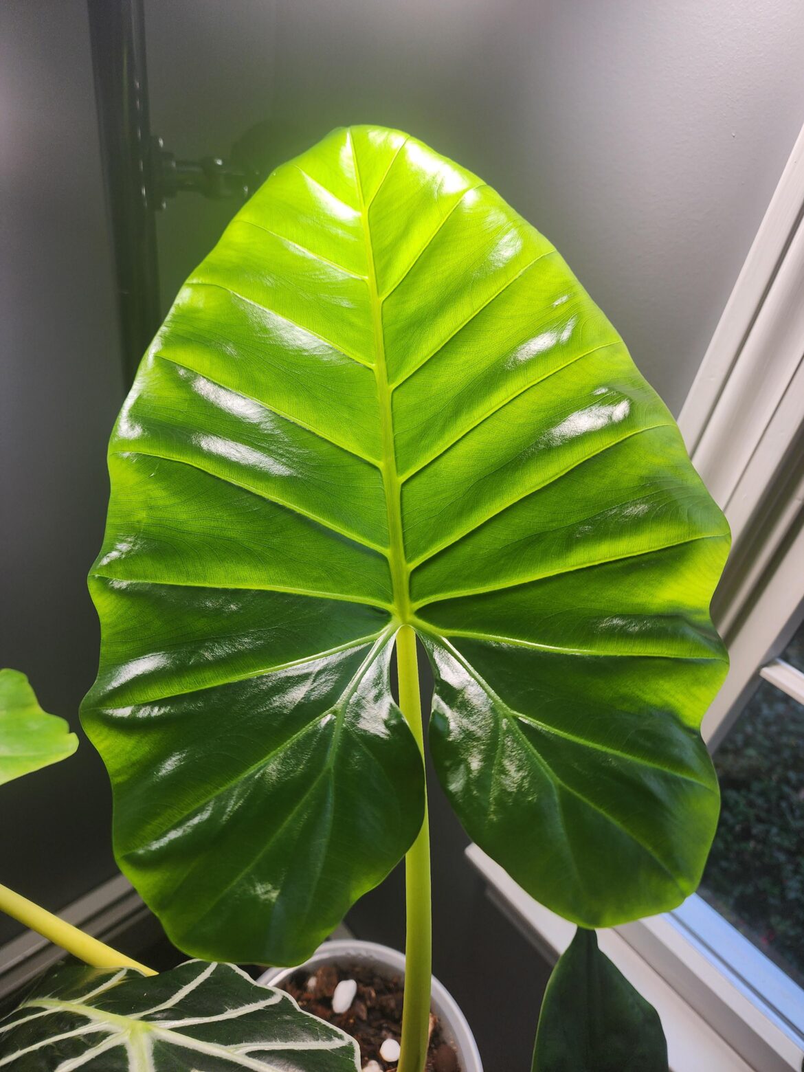 New leaf
