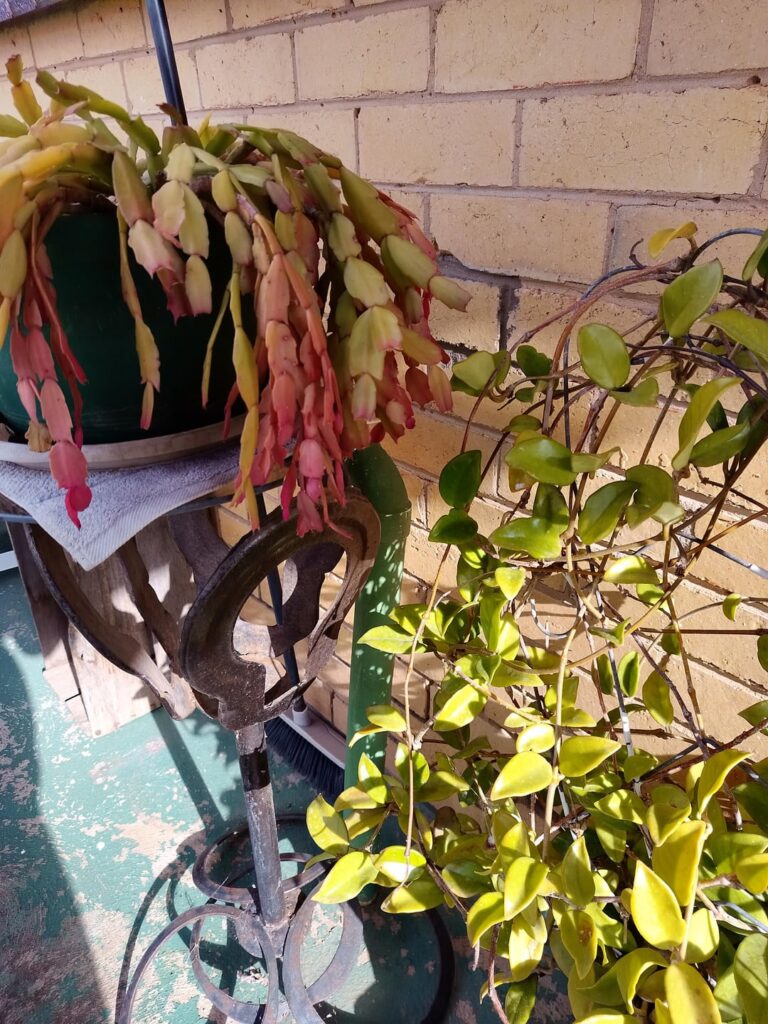 What's going on with my mother's succulents?