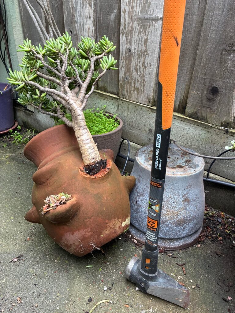 Update: Succulent freed