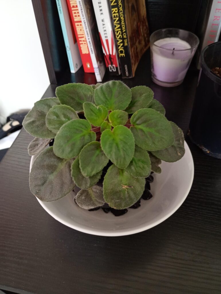 It's been over two months since the last bloom