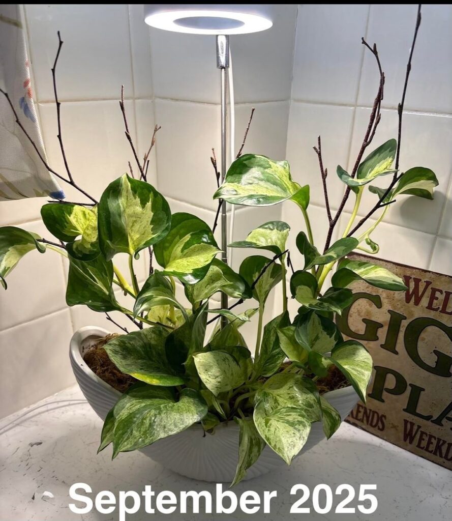 Manjula Pothos