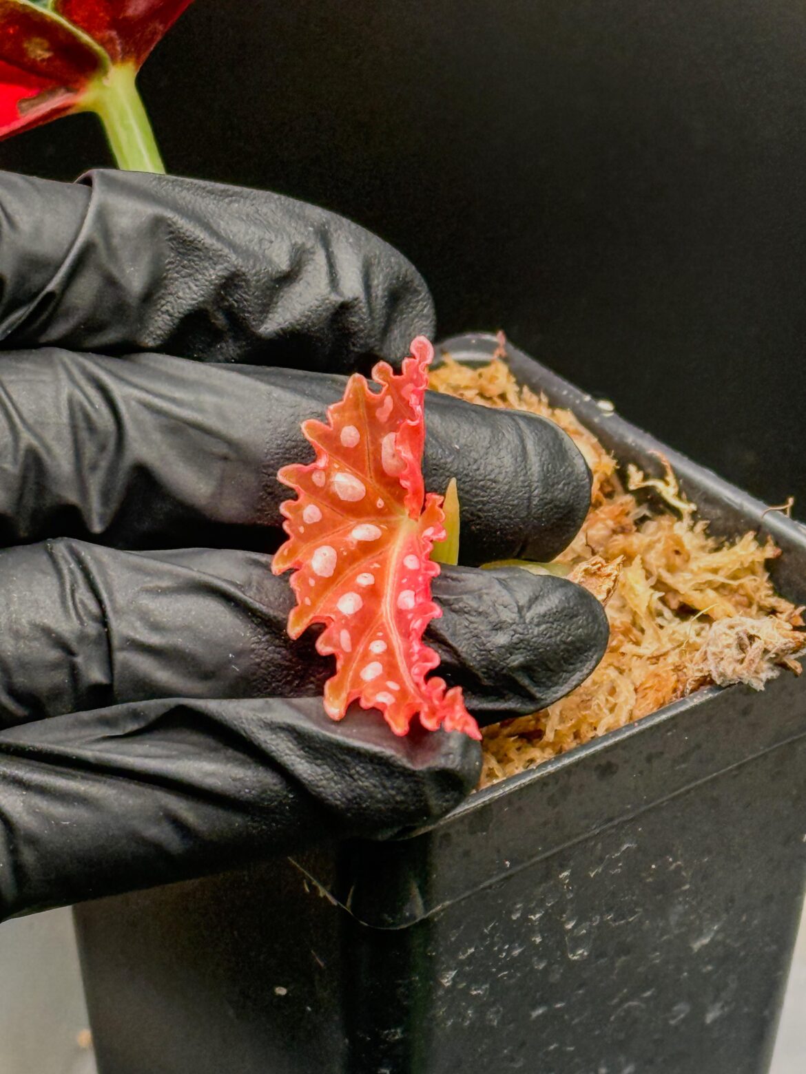 My Maculata Pink var. gifted me a new leaf