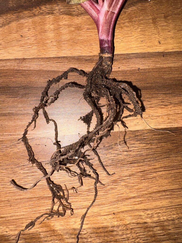 How do I save this PPP