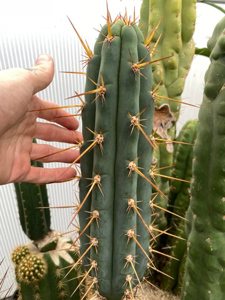 ss02/01 x chalaensis