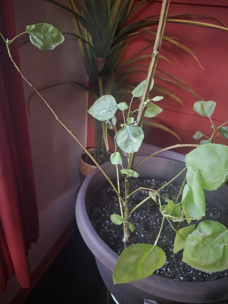 what should i do about these plants?