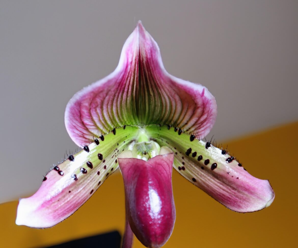 Paph. Hsinying Alien