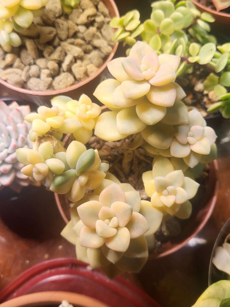 Some nicely stressed Eches, ID for the last one?