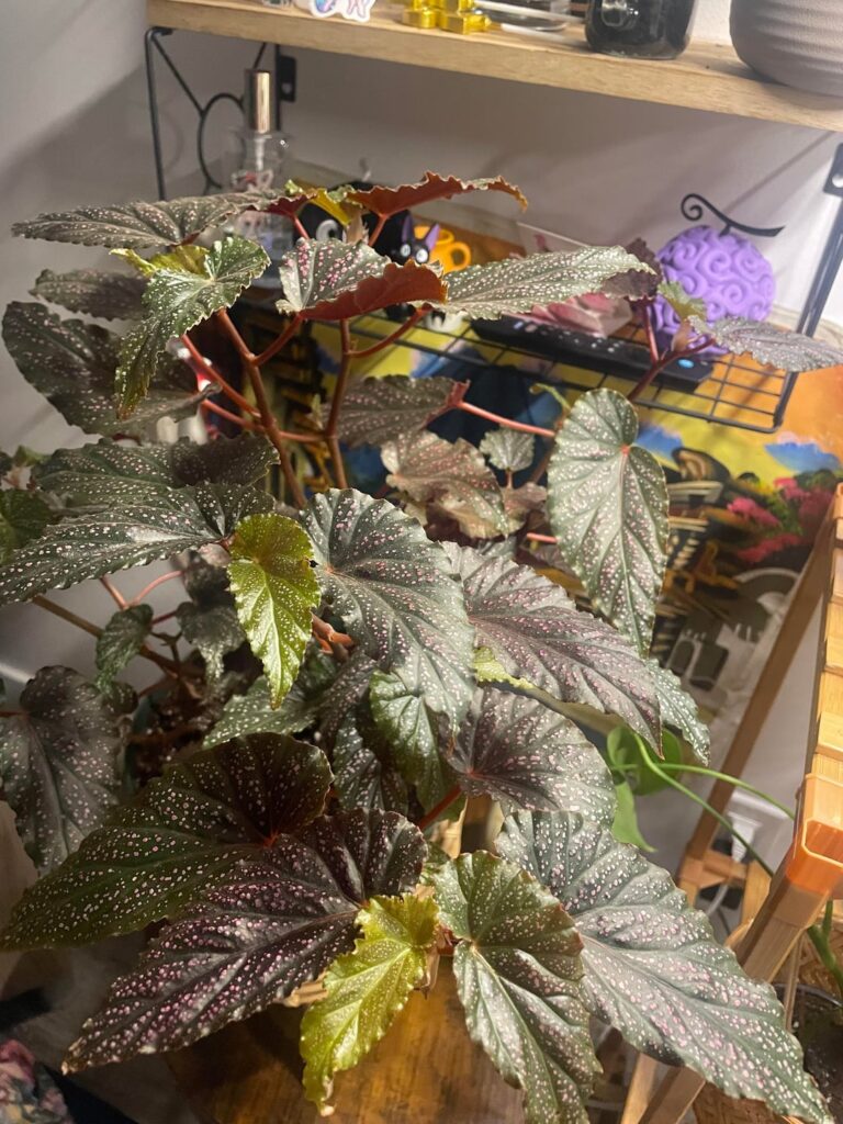 My beautiful begonia 💕