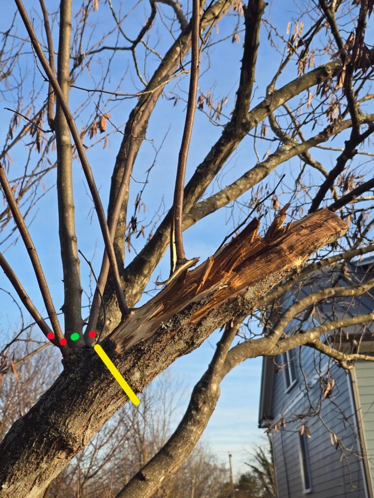 Pruning Damaged Redbud Branch