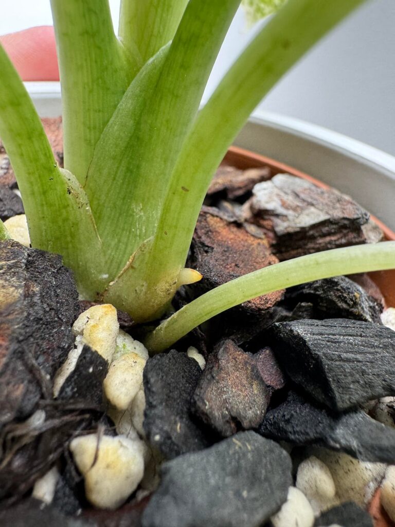 What the heck is this??