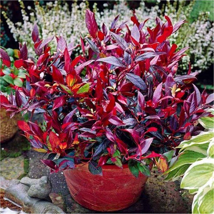 Leucothoe Zeblid - Evergreen Scarletta Plants Switch Ivy