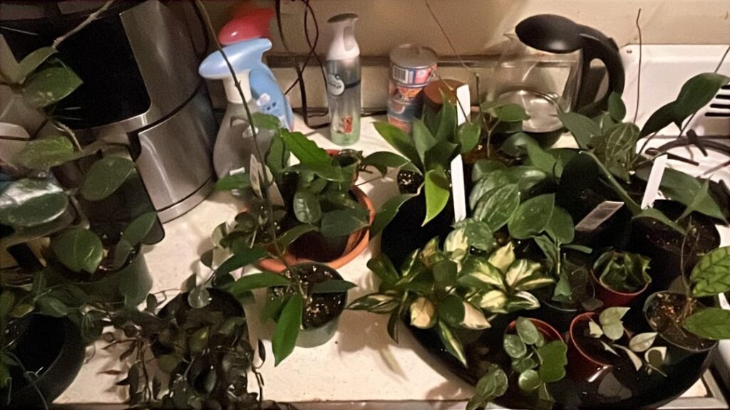 Apparently I like Hoyas now?