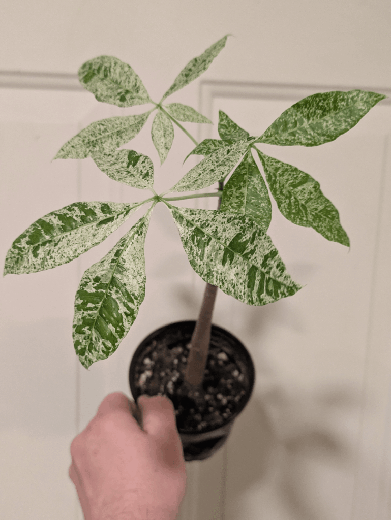 Variegated Money Tree