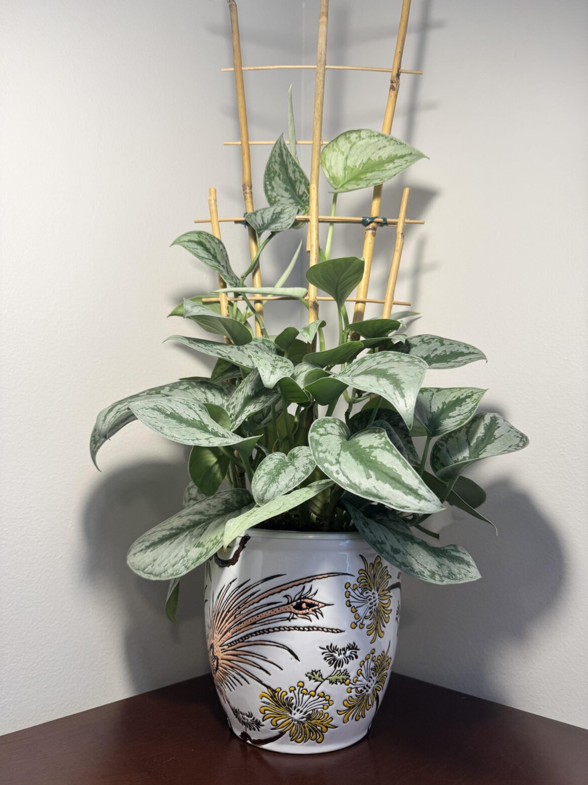 My scindapsus pictus ‘Exotica’ started growing 6 new leaves once I gave it a trellis.