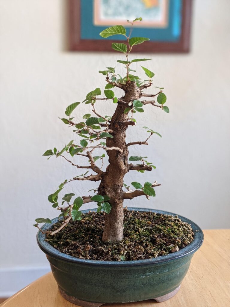 Korean Hornbeam Progress - 2020-2025