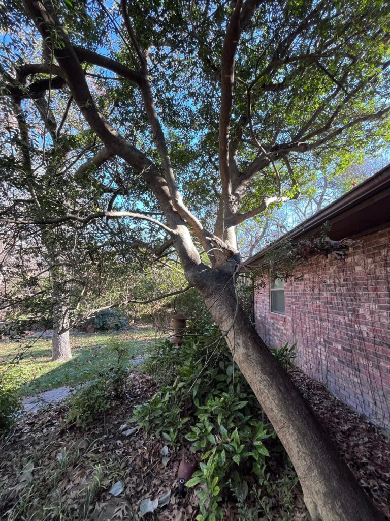 I’ve been wanting to clean up this youpon holly, but after reading a book on tree trimming, this tree is the exact diagram they use to show which branches to cut out. Spoiler alert, it’s most of them. I’ve been wanting to clean up this youpon holly, but after reading a book on tree trimming, this tree is the exact diagram they use to show which branches to cut out. Spoiler alert, it’s most of them.