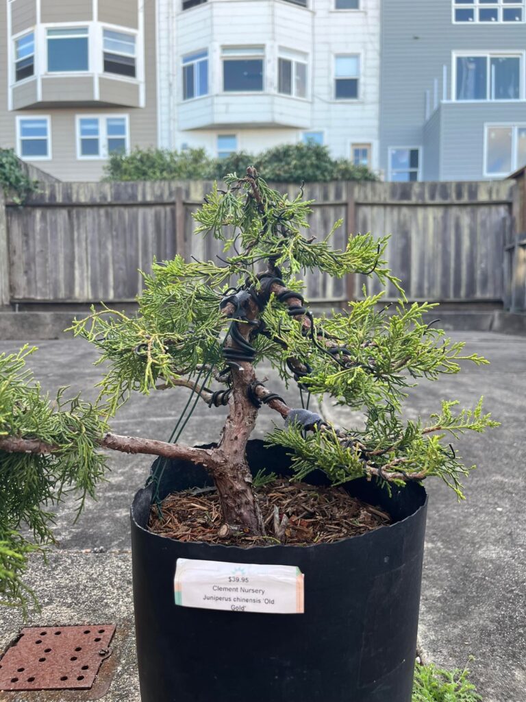 Old Gold Juniper Progression