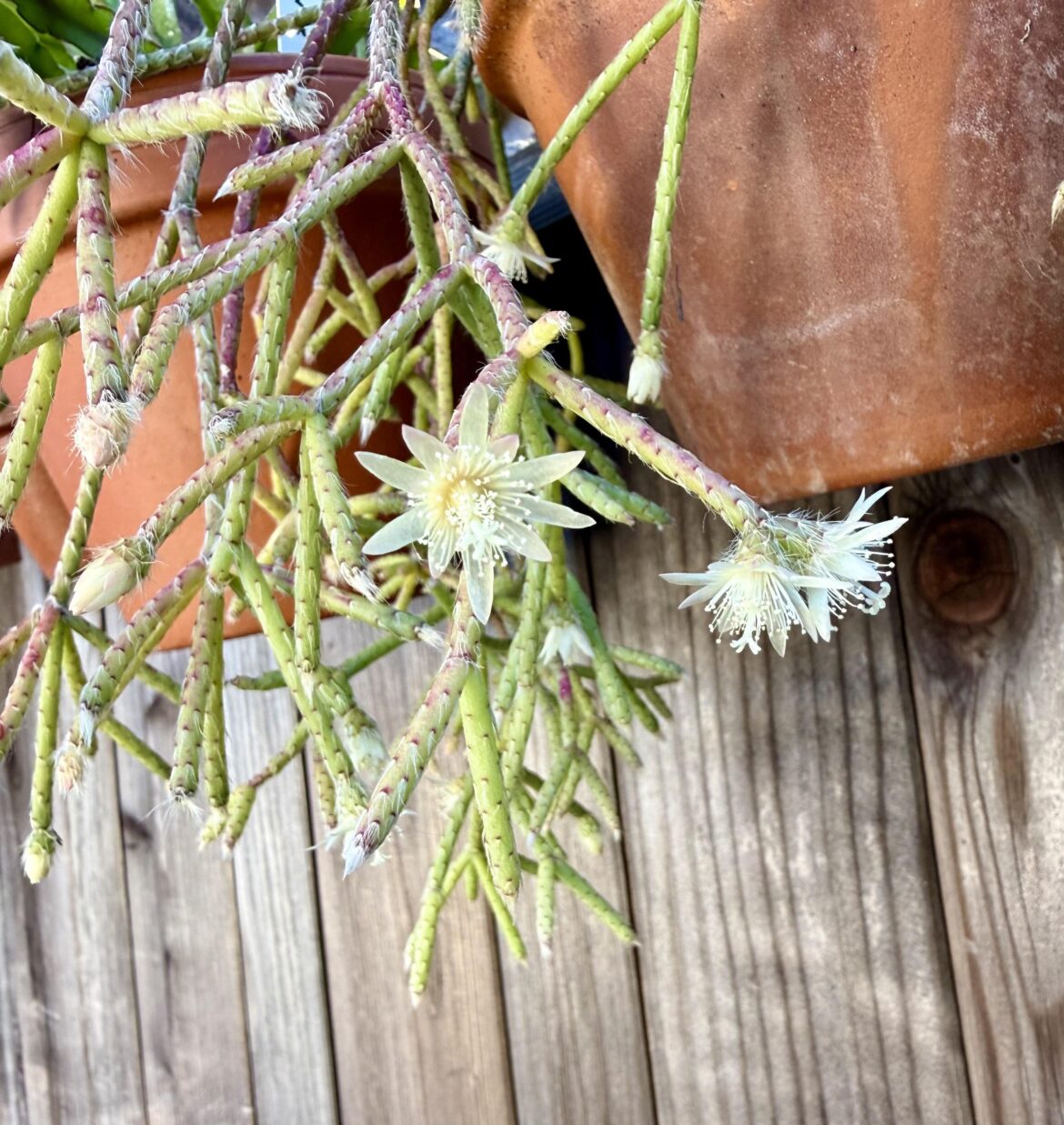 Rhipsalis pilocarpa flowering