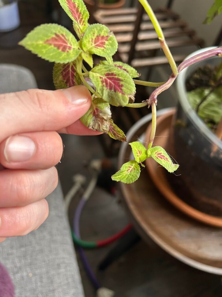What is going on with my Coleus