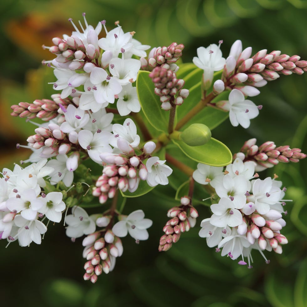 Veronica 'Wiri Mist' veronica 'wiri mist' plant growing outside