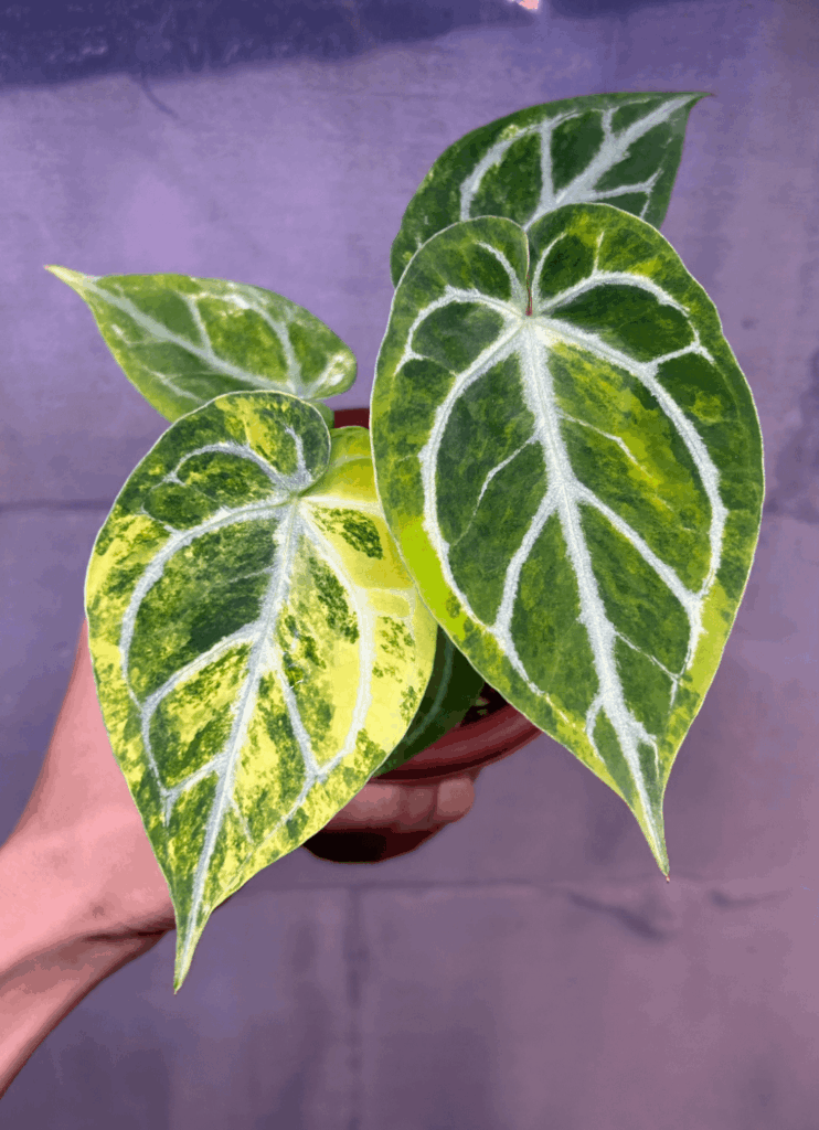 Anthurium Silverblush variegated