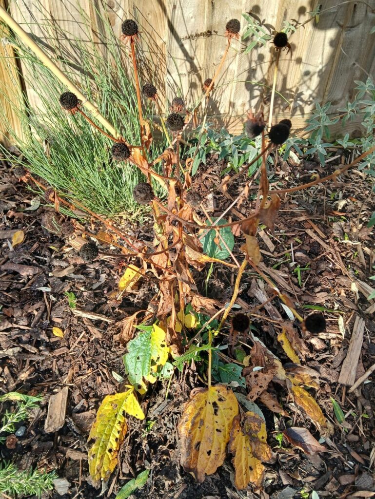 Perennials - leave or cut back?