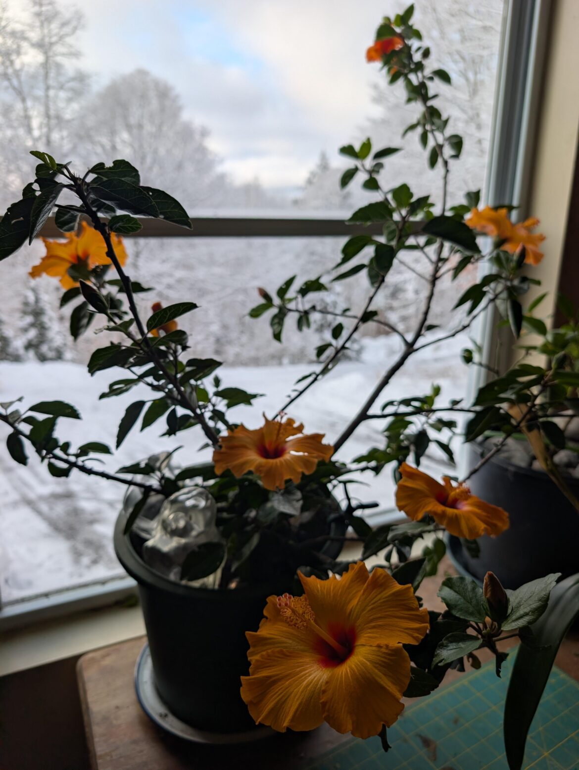 I don't deserve this beautiful plant. I do very little for it.