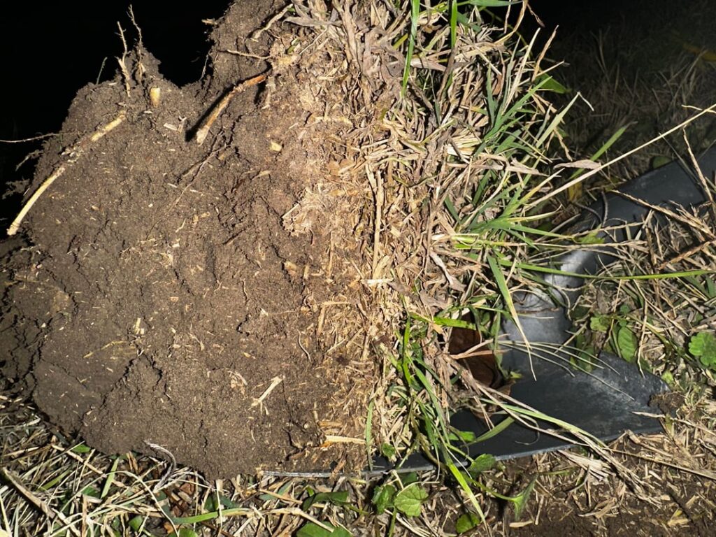 Do I need to dethatch my lawn?