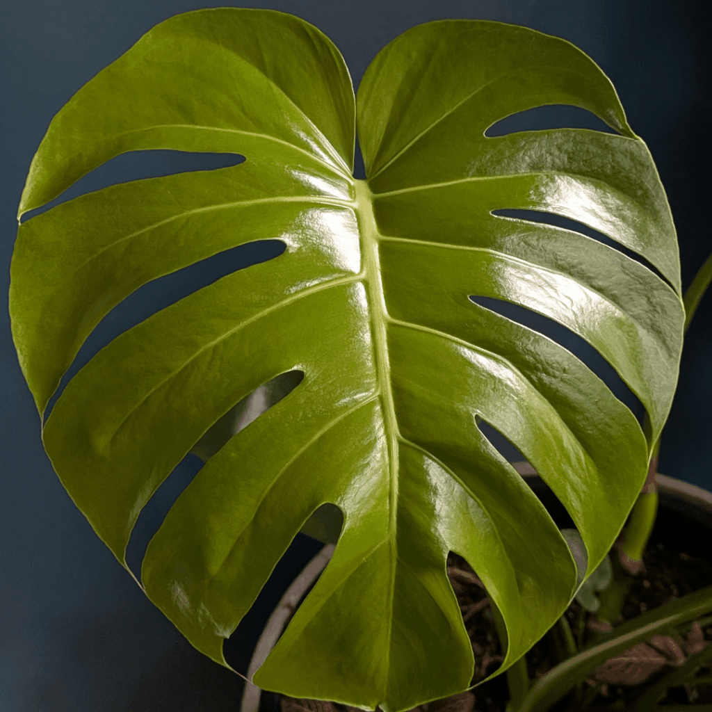 I'm really pleased about my Monstera growing what I consider to be "the perfect leaf"