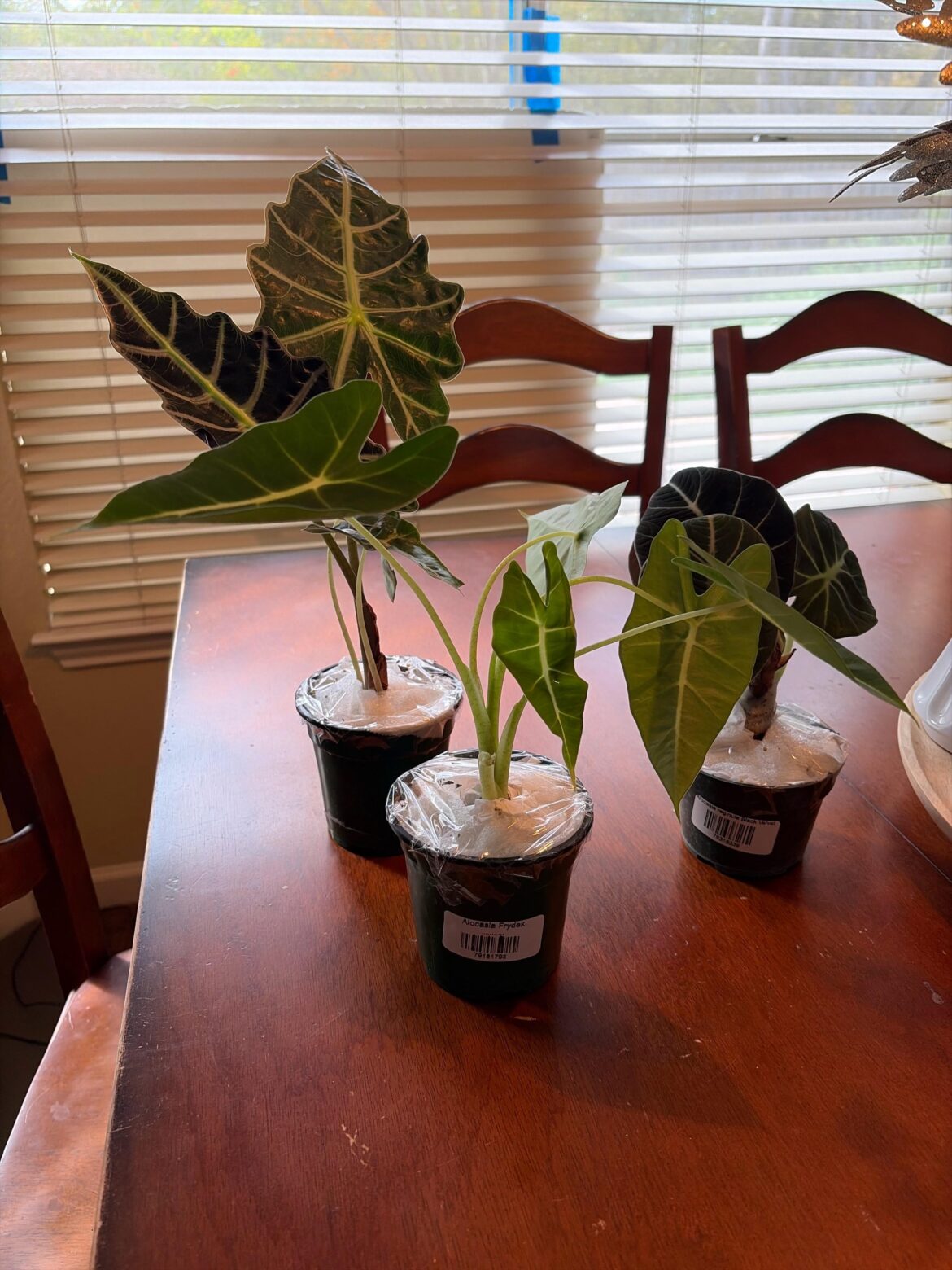 First time ordering plants online First time ordering plants online