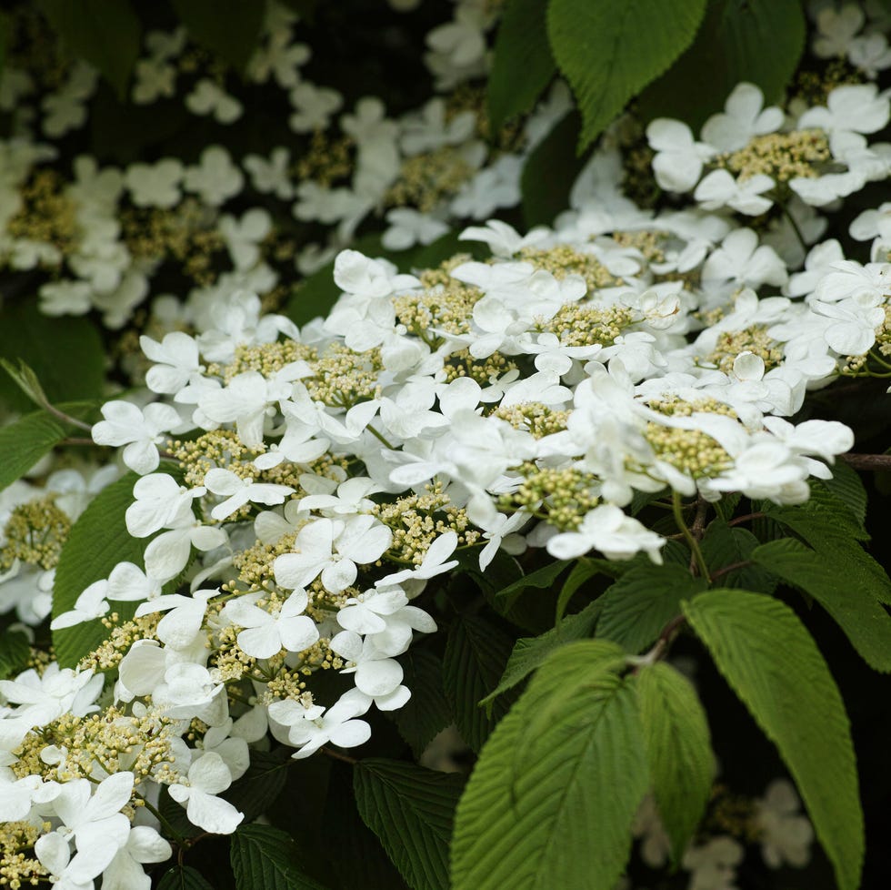 Viburnum plicatum f. tomentosum (Japanese Snowball Bush) viburnum plicatum f. tomentosum (japanese snowball bush)