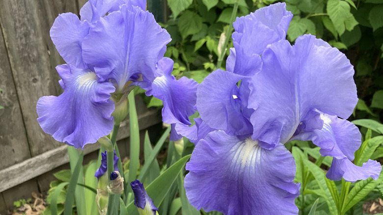 'Victoria Falls' irises in bloom.