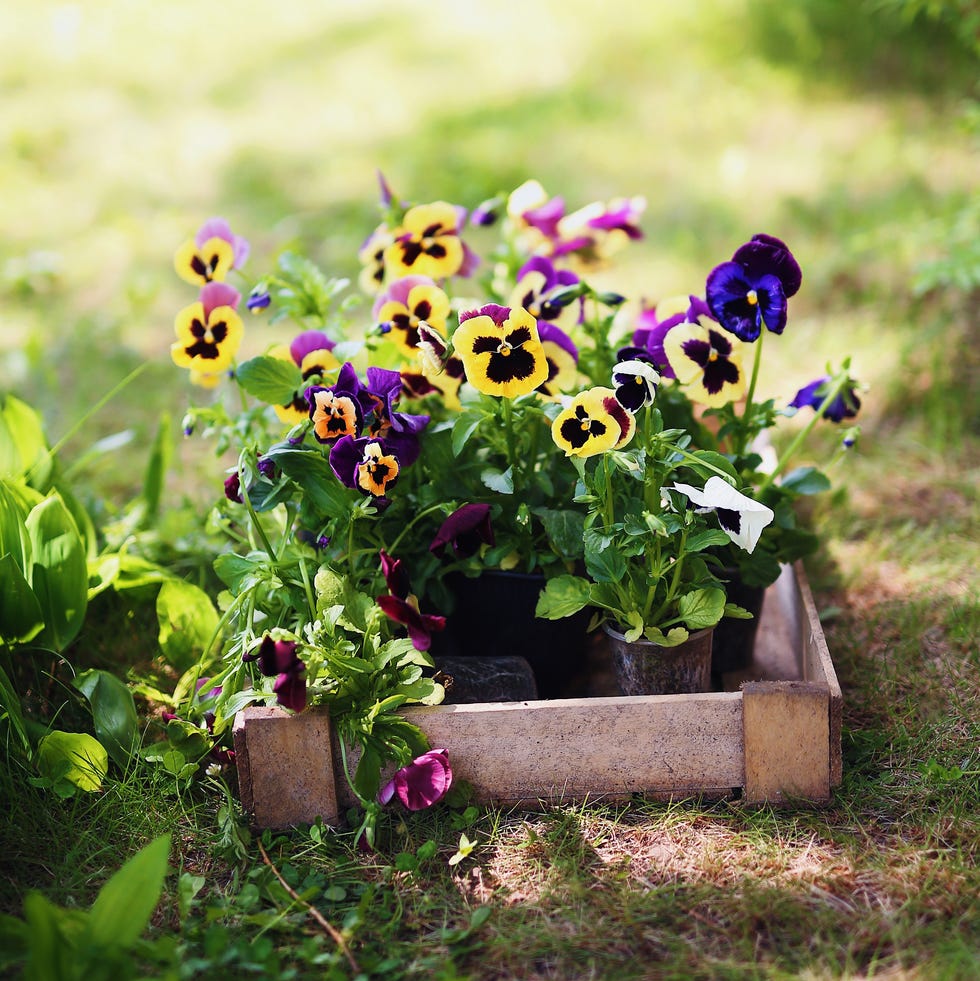 The most popular plants of 2025 revealed viola plant in pots