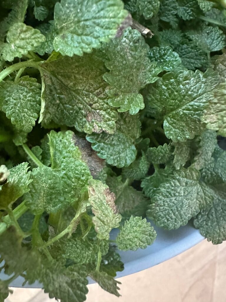 Lemon balm diagnosis