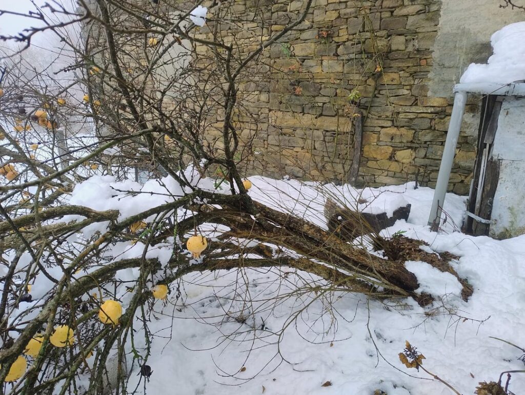Can I save this pomegranate tree?